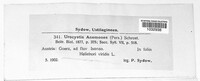 Urocystis anemones image